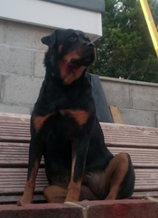 Tosca sit